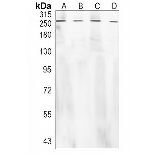 Collagen 11 alpha 1 Rabbit Monoclonal Antibody(C1217)