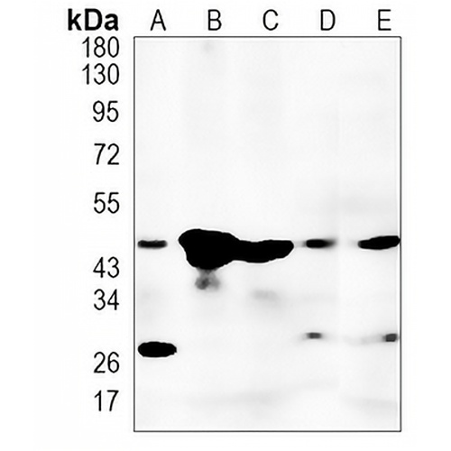 TROY Rabbit Monoclonal Antibody(C1223)