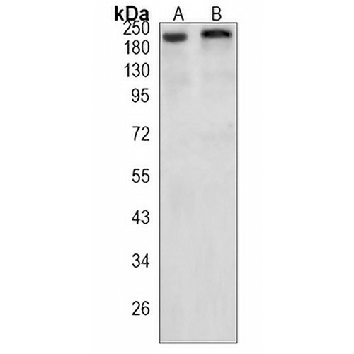 DNMT1 Rabbit Monoclonal Antibody(C1226)
