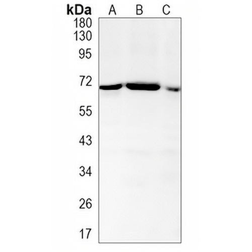 Lamin B2 Rabbit Monoclonal Antibody(C1227)