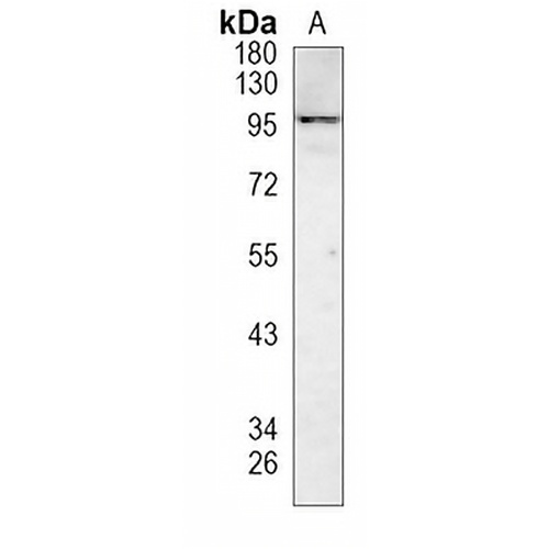 VAV1/2/3 Rabbit Monoclonal Antibody(C1234)