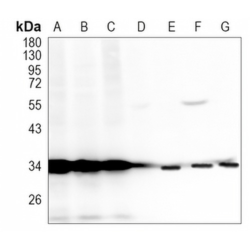 p34-ARC Rabbit Monoclonal Antibody(C1235)