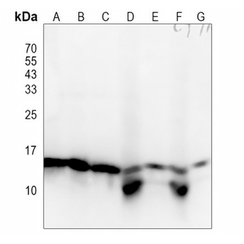 Rbx1 Rabbit Monoclonal Antibody(C1236)