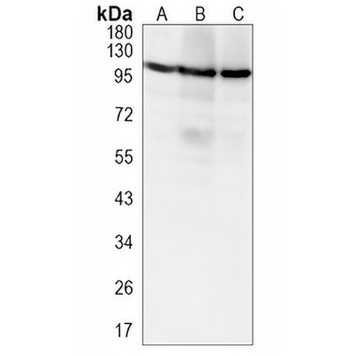MCM6 Rabbit Monoclonal Antibody(C1237)
