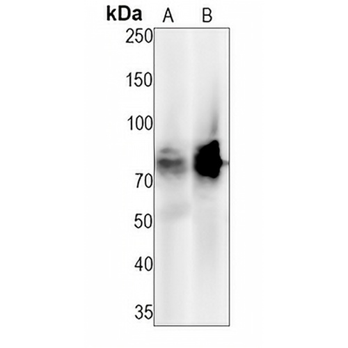 CD58 Rabbit Monoclonal Antibody(C1241)