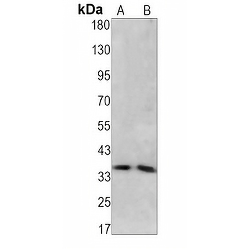 Caspase 3 Rabbit Monoclonal Antibody(C1254)