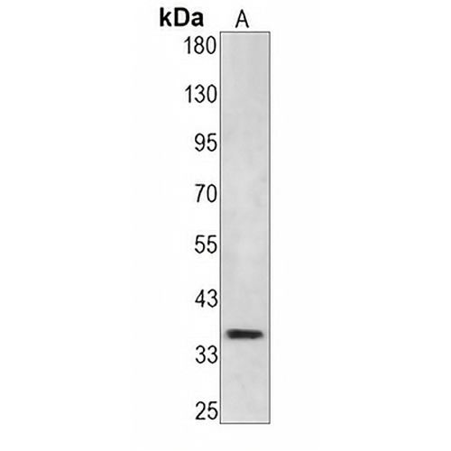 CDC2 Rabbit Monoclonal Antibody(C1255)