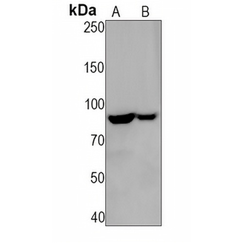 FOXO3 Rabbit Monoclonal Antibody(C1257)