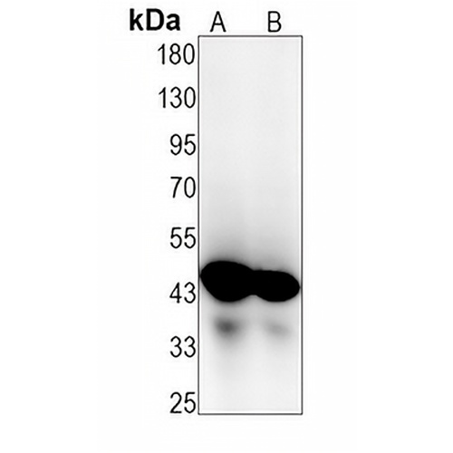 ERK1 Rabbit Monoclonal Antibody(C1258)