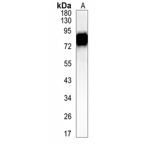 CD44  Rabbit Monoclonal Antibody(C1259)