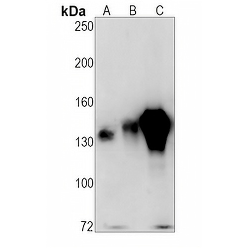CD29  Rabbit Monoclonal Antibody(C1261)