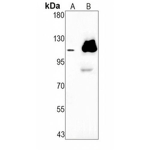 PI3K p110 alpha Rabbit Monoclonal Antibody(C1263)