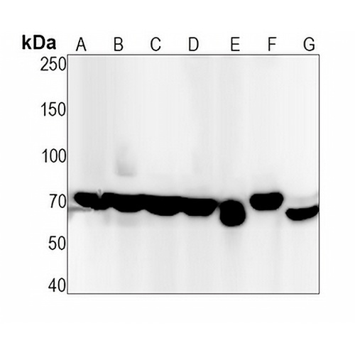 CD86  Rabbit Monoclonal Antibody(C1266)
