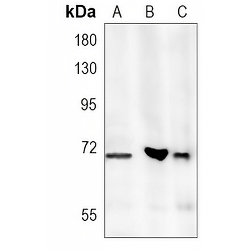 CDC7 Rabbit Monoclonal Antibody(C1269)