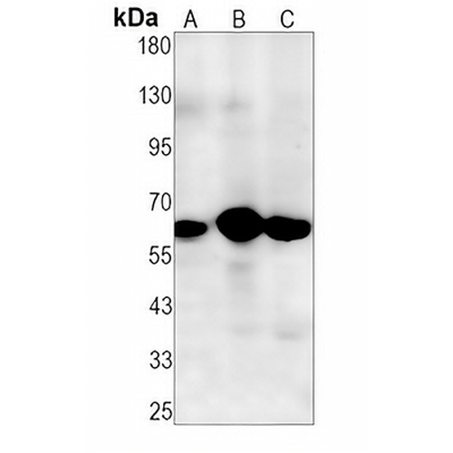 ELK1 Rabbit Monoclonal Antibody(C1274)