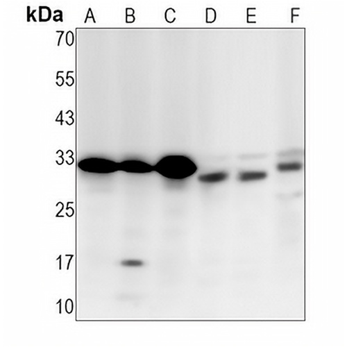 Caspase 3 Rabbit Monoclonal Antibody(C1276)
