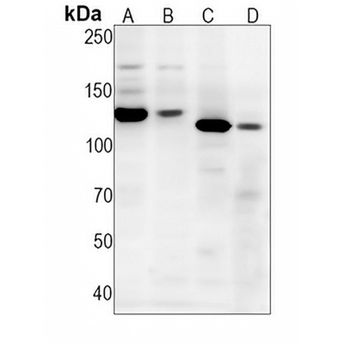 CD49f  Rabbit Monoclonal Antibody(C1277)