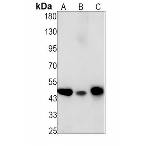 Cyclin E2 Rabbit Monoclonal Antibody(C1279)