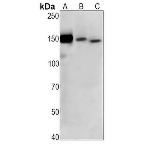 CD13  Rabbit Monoclonal Antibody(C1286)