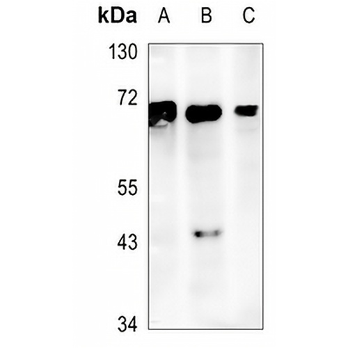 SHPTP2 Rabbit Monoclonal Antibody(C1287)