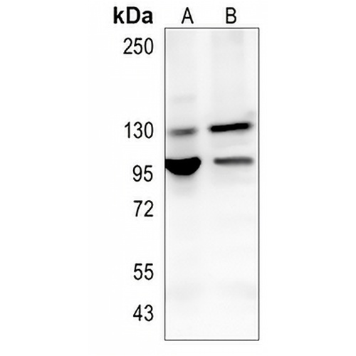 STAT2 Rabbit Monoclonal Antibody(C1294)