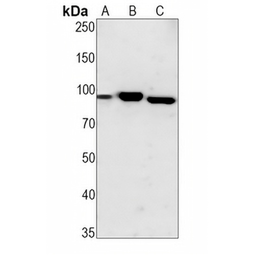 STAT5 Rabbit Monoclonal Antibody(C1295)