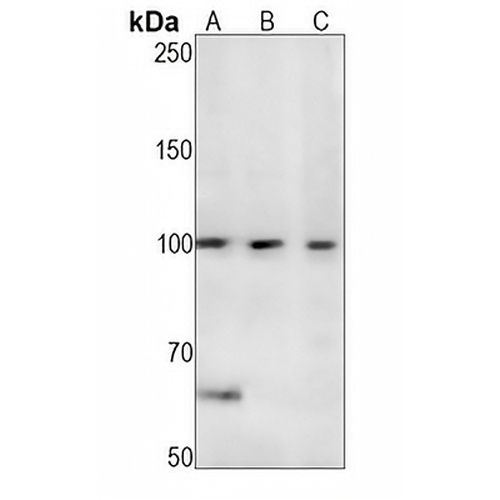 CDC5L Rabbit Monoclonal Antibody(C1300)