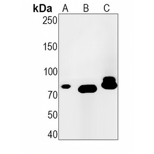 CDC16 Rabbit Monoclonal Antibody(C1301)