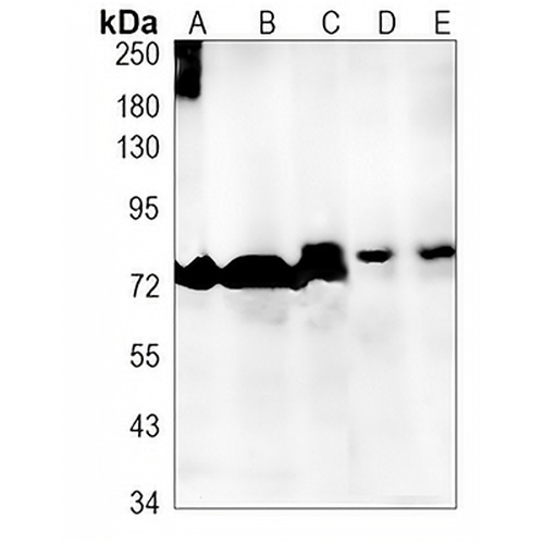 CDC40 Rabbit Monoclonal Antibody(C1302)
