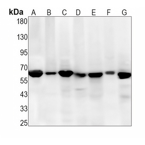 CDC23 Rabbit Monoclonal Antibody(C1303)