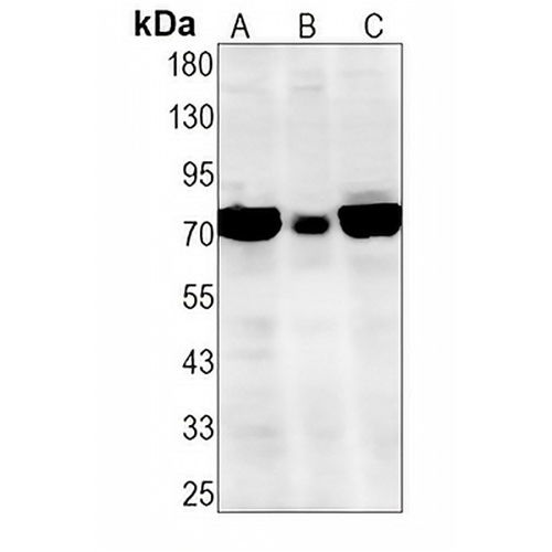 Caspase 10 Rabbit Monoclonal Antibody(C1305)