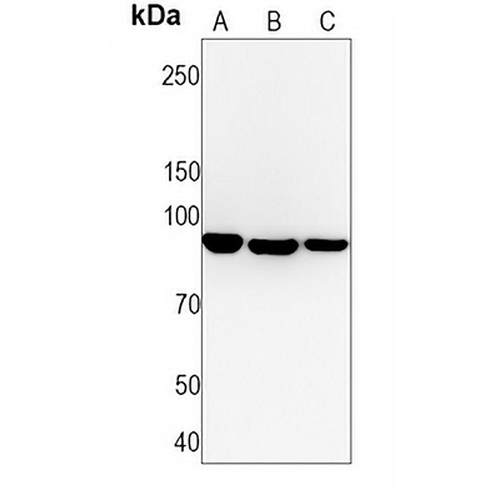 CD19  Rabbit Monoclonal Antibody(C1308)