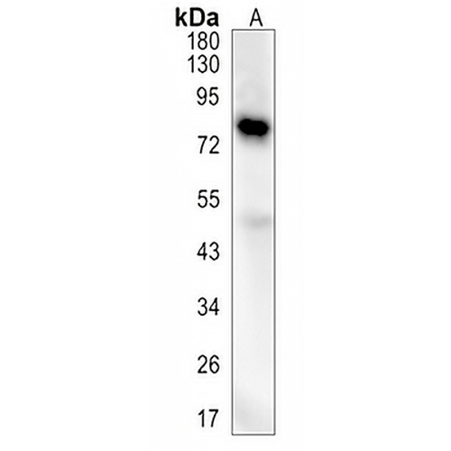 DCLK1 Rabbit Monoclonal Antibody(C1312)
