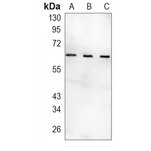 NUR77 Rabbit Monoclonal Antibody(C1318)