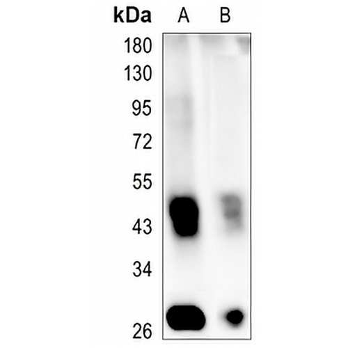 MOG Rabbit Monoclonal Antibody(C1324)