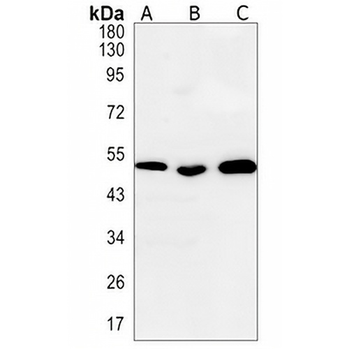 Ephrin B2 Rabbit Monoclonal Antibody(C1328)