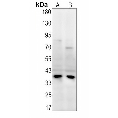 DDAH1 Rabbit Monoclonal Antibody(C1339)