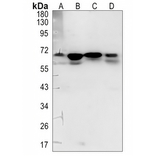 eIF2 alpha Rabbit Monoclonal Antibody(C1342)