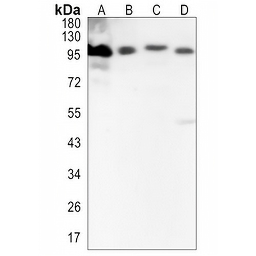CLGN Rabbit Monoclonal Antibody(C1344)