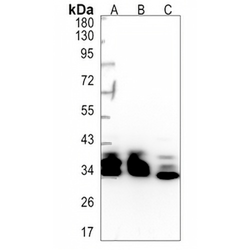 TCEA1 Rabbit Monoclonal Antibody(C1349)