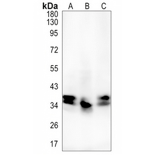 hnRNP E2 Rabbit Monoclonal Antibody(C1354)