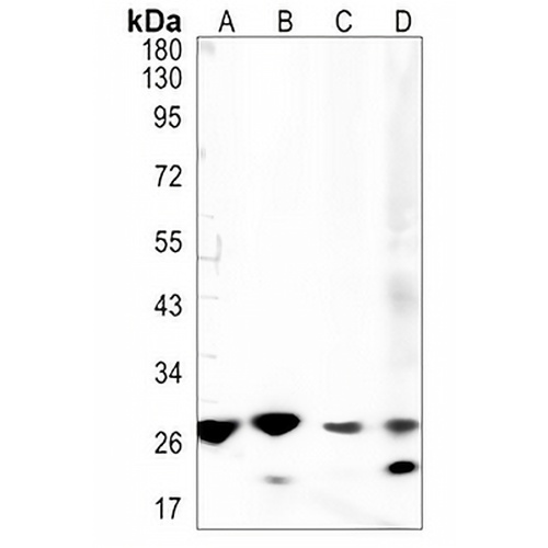 PSMB10 Rabbit Monoclonal Antibody(C1356)