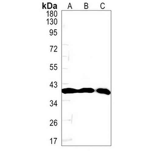 FAM50A Rabbit Monoclonal Antibody(C1358)