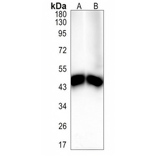 Na+/K+-ATPase beta1 Rabbit Monoclonal Antibody(C1374)