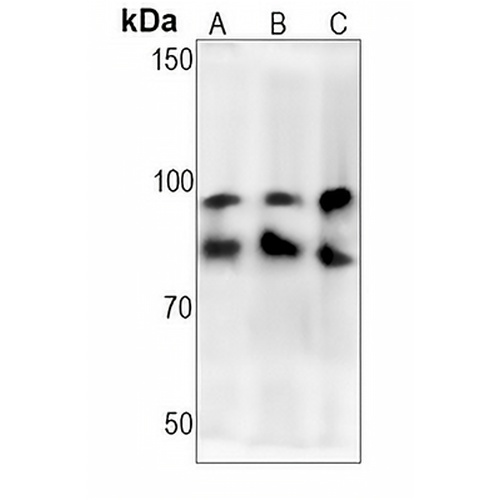 Gephyrin Rabbit Monoclonal Antibody(C1380)
