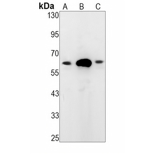 CoREST Rabbit Monoclonal Antibody(C1389)