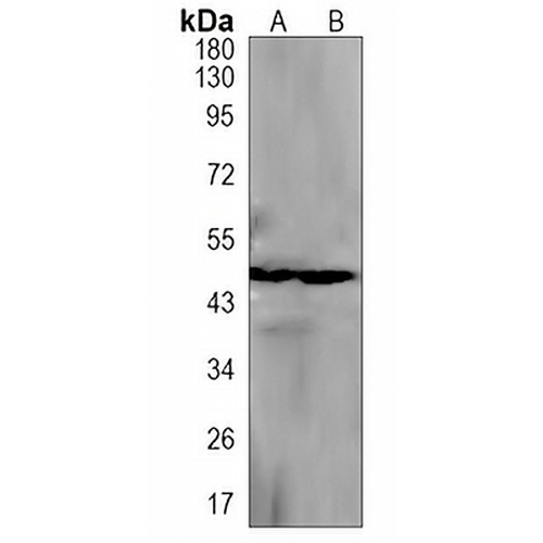 EIF4A3 Rabbit Monoclonal Antibody(C1391)