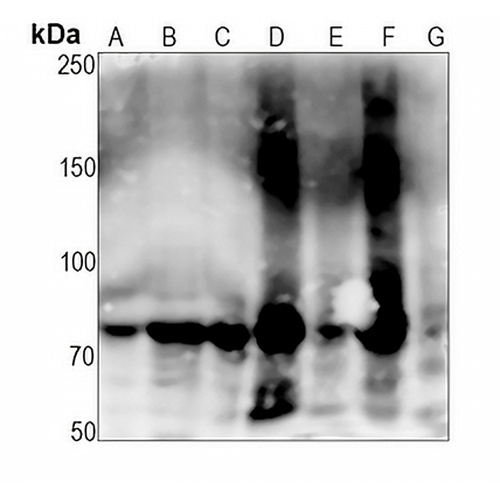 POR Rabbit Monoclonal Antibody(C1392)