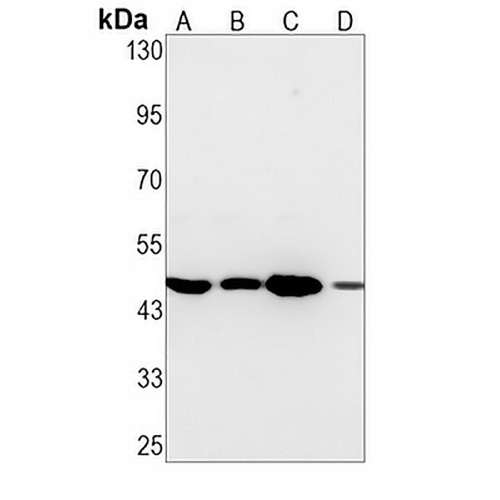 eIF4AI Rabbit Monoclonal Antibody(C1393)