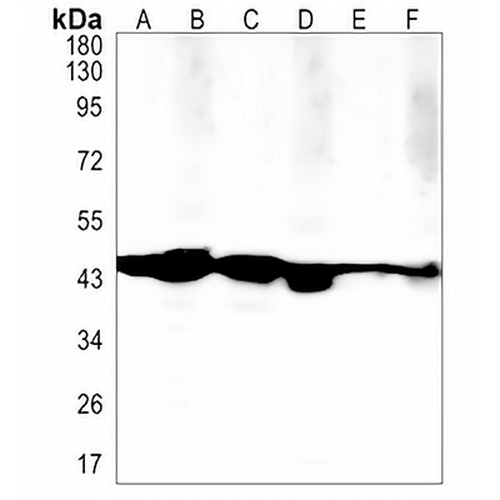 EBP1 Rabbit Monoclonal Antibody(C1395)
